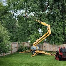 How Our Tree Care Process Works  in Sterling, CO