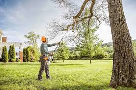 Best Tree Maintenance Programs  in Sterling, CO